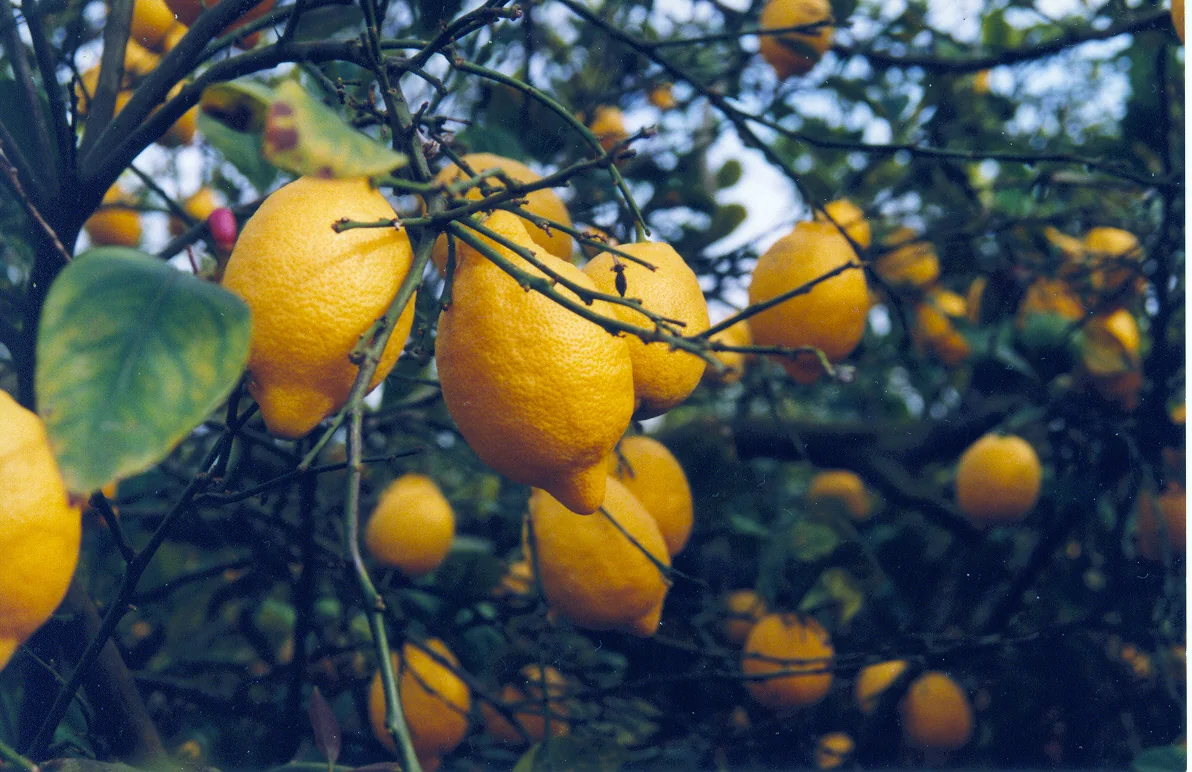 Huerto de limones en Benezujar, Alicante - panoramio