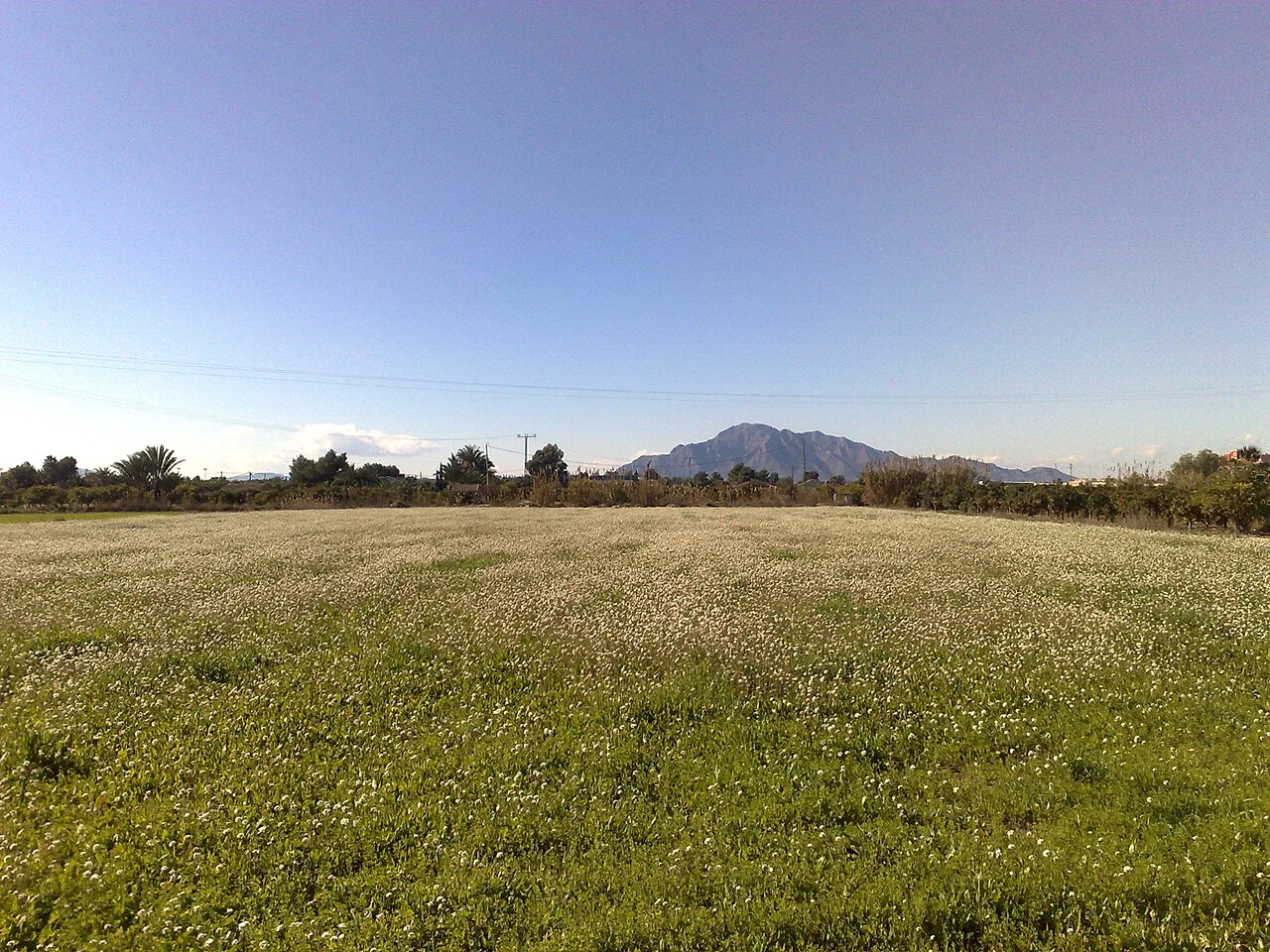 Catral, vista hacía Callosa de Segura - panoramio